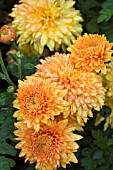 CHRYSANTHEMUM GOMPIE BRONZE