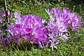 COLCHICUM THE GIANT & COLCHICUM AUTUMNALE