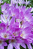 COLCHICUM THE GIANT