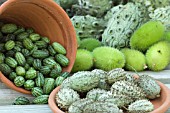 COLLECTION MINI-GOURDS