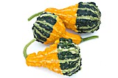 CUCURBITA PEPO