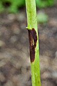 ELSINOE VENETA - RASPBERRY CANE SPOT