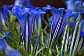 GENTIANA SAPPHIRE SELECTION