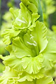 GLADIOLUS GREEN STAR