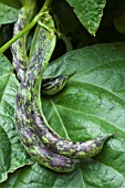 PHASEOLUS VULGARIS MAJOR COOKS BEAN