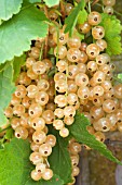 RIBES RUBRUM WHITE GRAPE