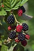 RUBUS FRUTCOSUS CHESTER