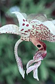 STANHOPEA ECORNUTIA X WARDII