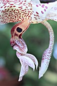 STANHOPEA ECORNUTIA X WARDII