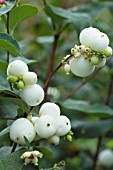 SYMPHORICARPOS ALBUS