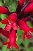 AESCHYNANTHUS SCOOBY DOO