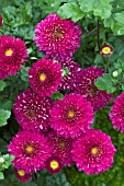 CHRYSANTHEMUM POMPON PURPLE