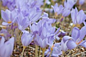 CROCUS PULCHELLUS