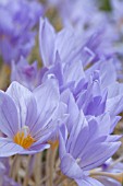 CROCUS PULCHELLUS