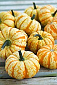 CUCURBITA PEPO SWEET LIGHTENING, WINTER SQUASH