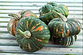 CUCURBITA PEPO TURKS TURBAN