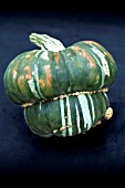 CUCURBITA PEPO TURKS TURBAN