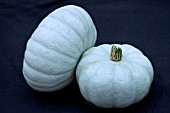 CUCURBITA PEPO WINTER CROWN PRINCE