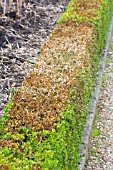 CYLINDROCLADUIM BUXICOLA & VOLUTELLA BUXI