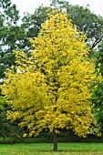 FRAXINUS CHINENSIS RHYNCOPHYLLA