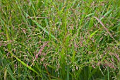 PANICUM RED CLOUD