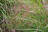 PANICUM RED CLOUD