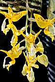 STANHOPEA OCULATA