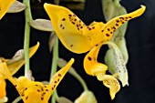 STANHOPEA OCULATA