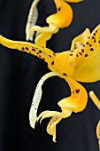 STANHOPEA OCULATA