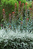 TEUCRIUM CHAMEADRYS & COTINUS GRACE