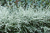 TEUCRIUM CHAMEADRYS