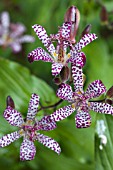 TRICYRTIS FORMOSANA