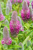 TRIFOLIUM RUBRENS