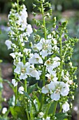 VERBASCUM PHOENICIUM FLUSH OF WHITE