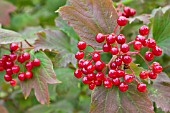 VIBURNUM OPULUS