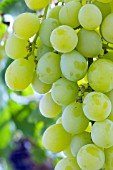 VITIS VINIFERA MUSCAT OF ALEXANDRIA