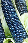 ZEA MAYS MEXICAN BLUE