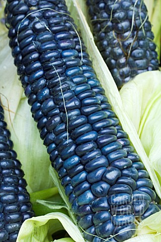 ZEA_MAYS_MEXICAN_BLUE
