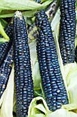 ZEA MAYS MEXICAN BLUE