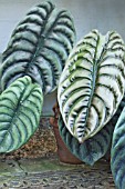 ALOCASIA CUPREA