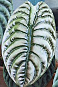 ALOCASIA CUPREA