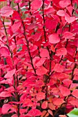 BERBERIS THUNBERGII ORANGE ROCKET