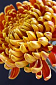 CHRYSANTHEMUM FUEGO