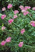 CLEOME SENORITA ROSALITA