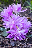 COLCHICUM WATERLILY