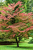 CORNUS KOUSA CHINENSIS