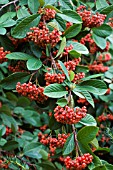 COTONEASTER LACTEUS