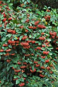 COTONEASTER LACTEUS