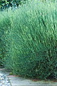 EPHEDRA MAJOR