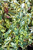 EUONYMUS FORTUNEI GOLDEN HARLEQUIN (HOOGI)